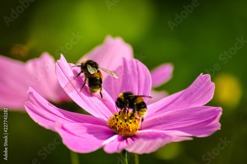 Bees on pink flower