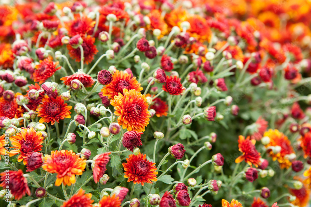 Fresh floral background with vibrant red and orange Chrysanthemum (Hardy Mums) flowers, vivid green foliage and blurred plants . Fresh floral background with vibrant red and orange Chrysanthemum (Hardy Mums) flowers, vivid green foliage and blurred plants .