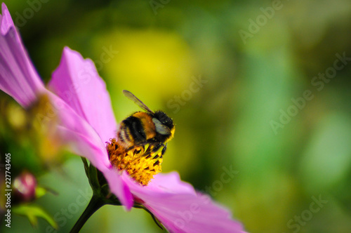 Bees on pink flower