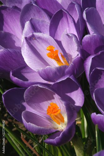 Open purple crocus flowers in the spring sunshine of a garden, Braintree, Essex, England