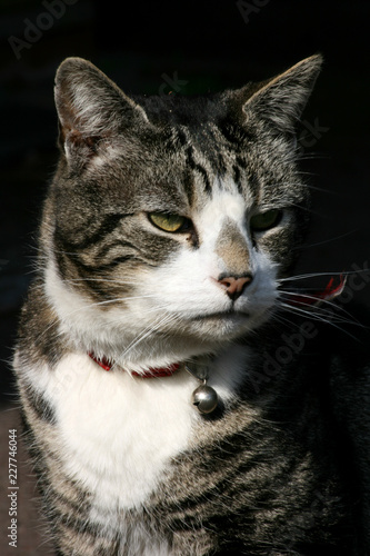 Wallpaper Mural Portrait of black, grey and white tabby cat with red collar and bell Torontodigital.ca