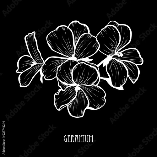 Fototapeta Naklejka Na Ścianę i Meble -  hand drawn floral decoration