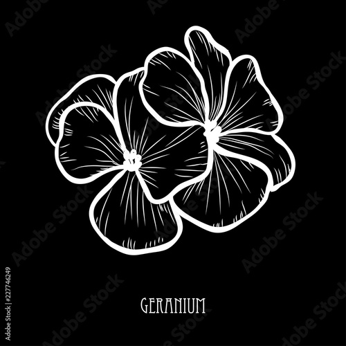 Fototapeta Naklejka Na Ścianę i Meble -  hand drawn floral decoration