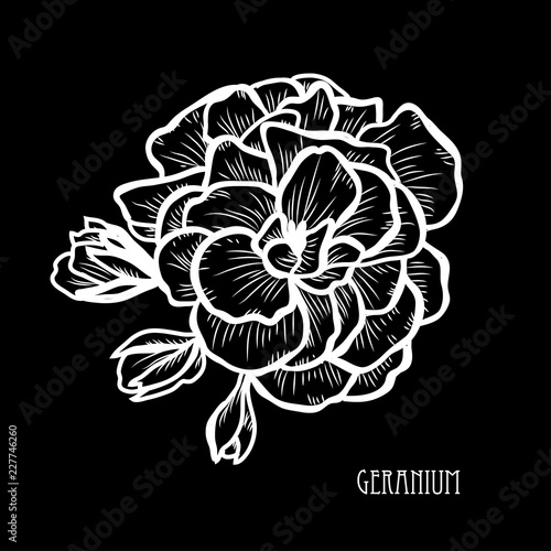 Fototapeta Naklejka Na Ścianę i Meble -  hand drawn floral decoration