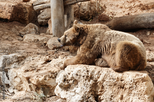 Big brown bear lying on on a boulder