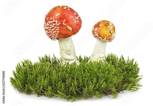 Two mushroom on the green moss, white background.