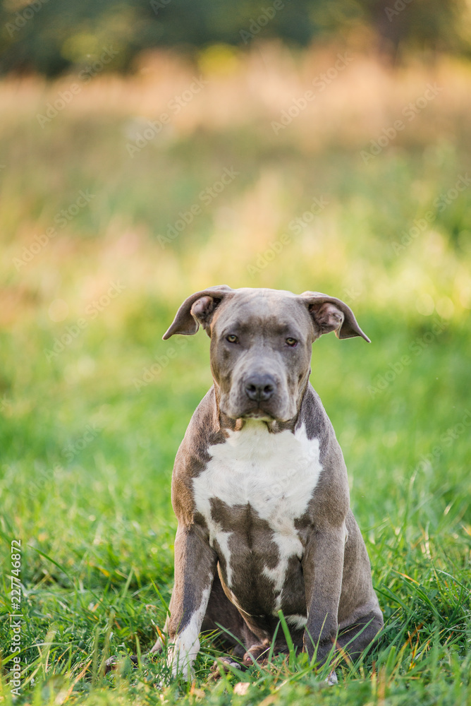 puppy staffordshire terrier walks in the park in autumn puppy staffordshire terrier walks in the park in autumn