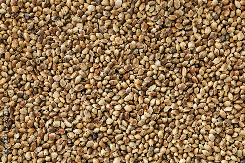 Hemp seeds. Close up. Space for text. Hemp seeds. Close up. Space for text.
