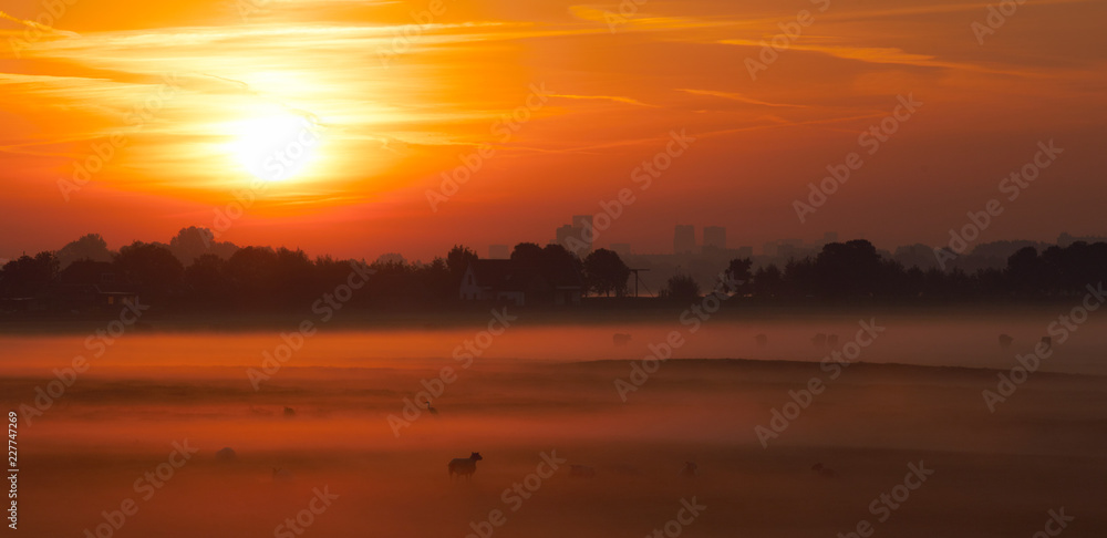 Peeping out of the fog