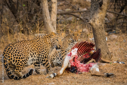 Photography A leopard pair on Nilgai kill at jhalana forest reserve, Jaipur