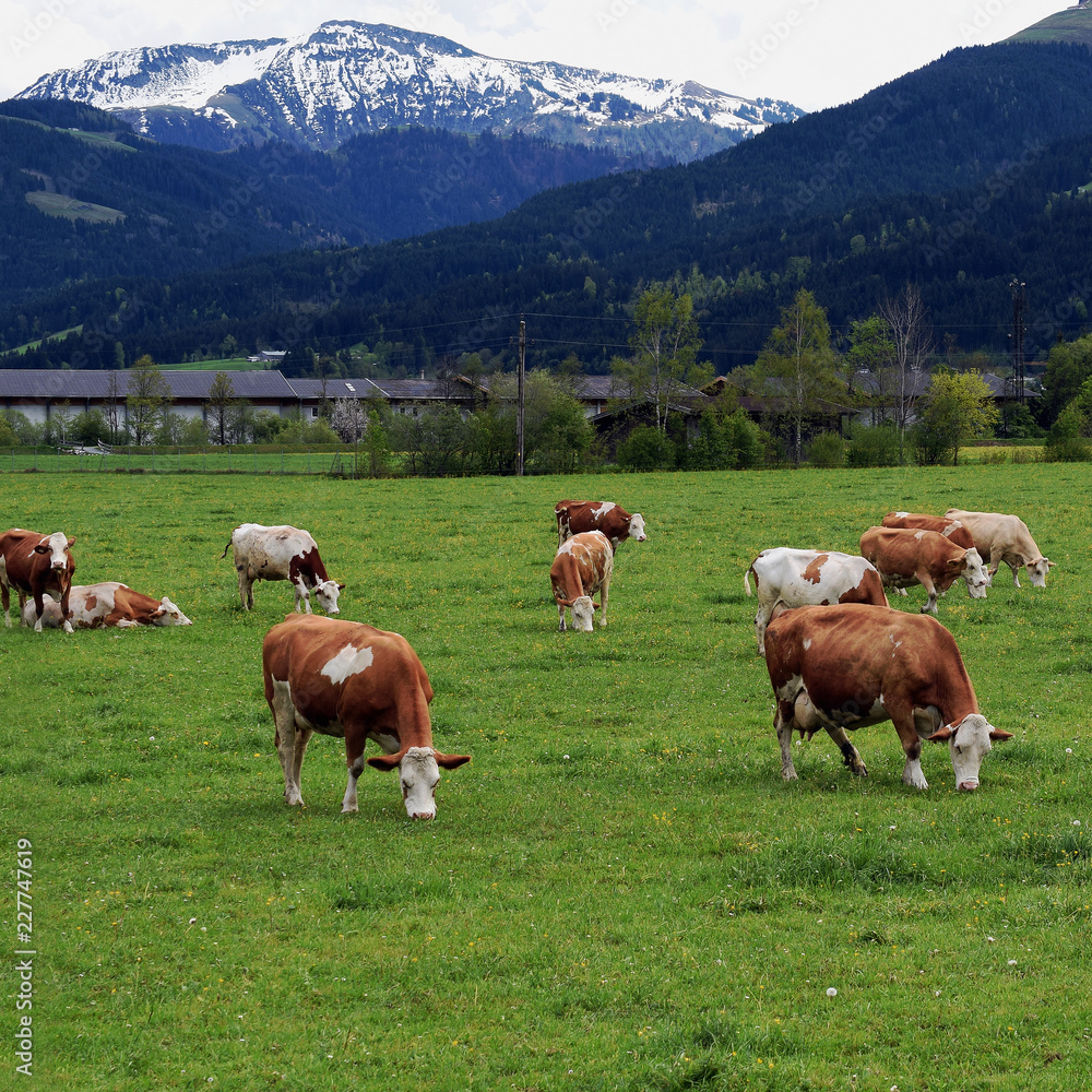 Herd of cows on a summer pasture. Beautiful snow capped mountain on background. Square shape image.
