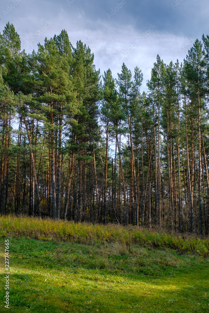 inside the coniferous forest at sunset inside the coniferous forest at sunset