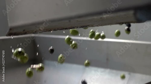 Olive industry- Oil production- olives falling - slow motion photo