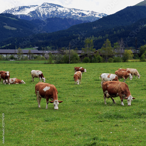 Herd of cows on a summer pasture. Beautiful snow capped mountain on background. Square shape image.