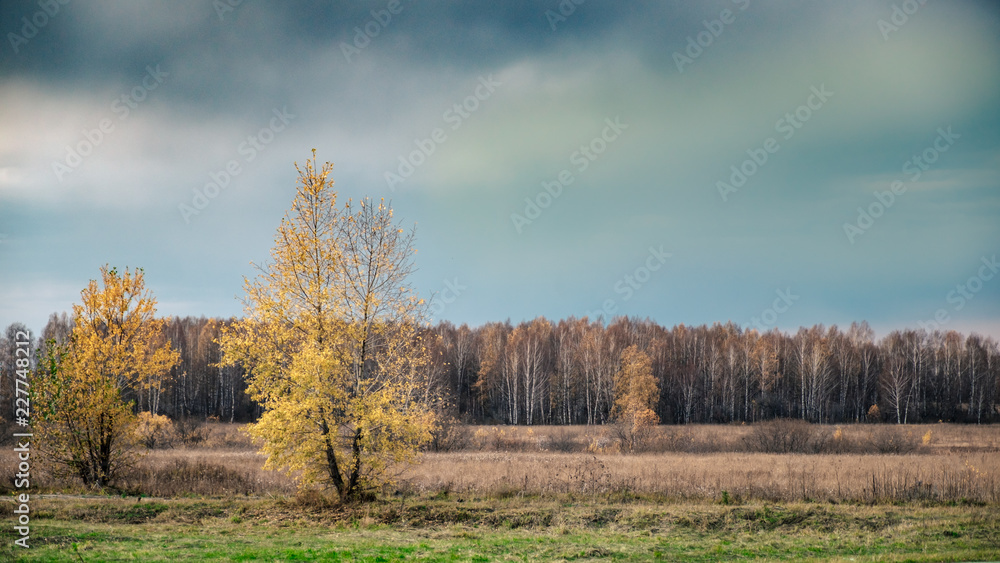 Fototapeta premium autumn glade in a forest background