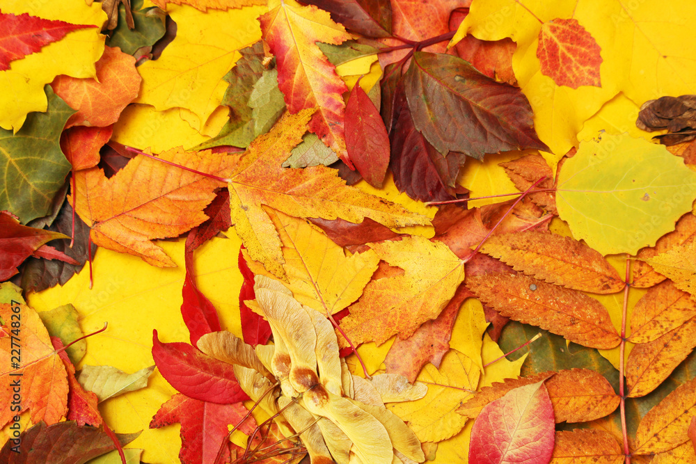 Background formed with bright autumn leaves Background formed with bright autumn leaves