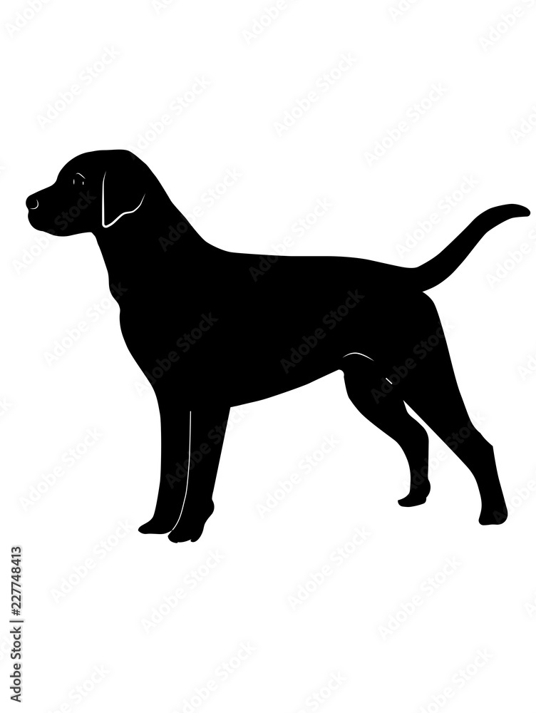 dog dog