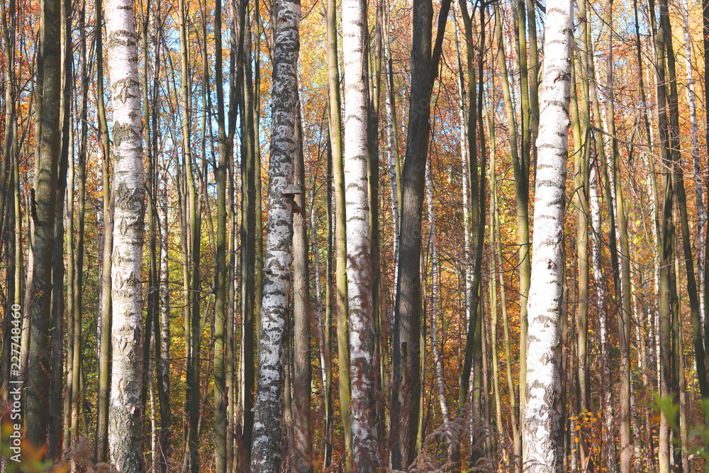 beautiful scene with birches in yellow autumn birch forest in october among other birches in birch grove beautiful scene with birches in yellow autumn birch forest in october among other birches in birch grove
