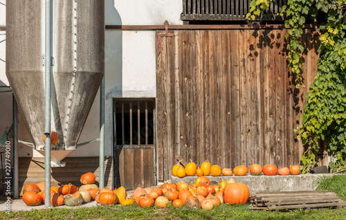 pile of diferent pumpkins in farm garden photo