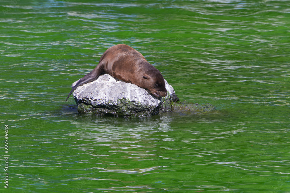 Naklejka premium Sea lion in zoological garden.Osaka,japan.