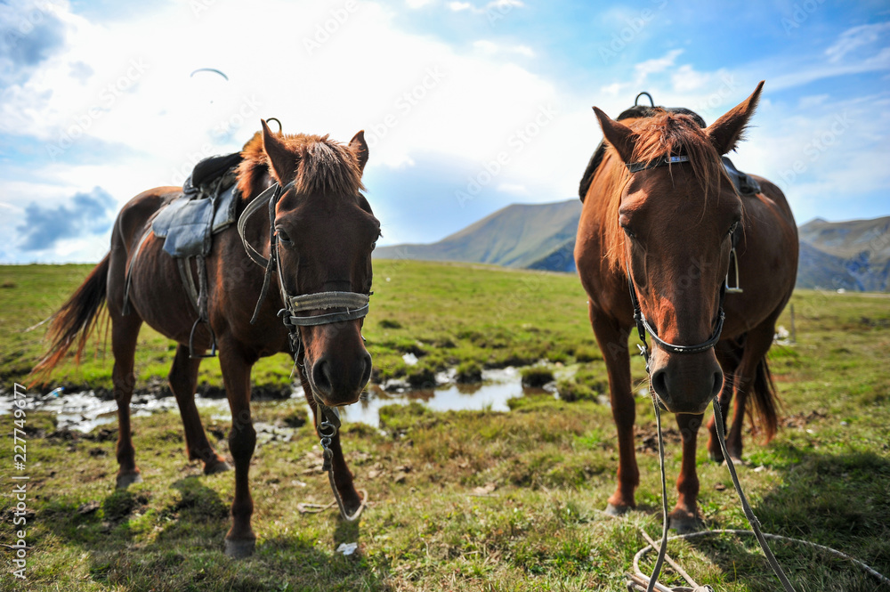 Horses on the background of mountains with hang-gliders in the sky, near the Georgian military road Horses on the background of mountains with hang-gliders in the sky, near the Georgian military road