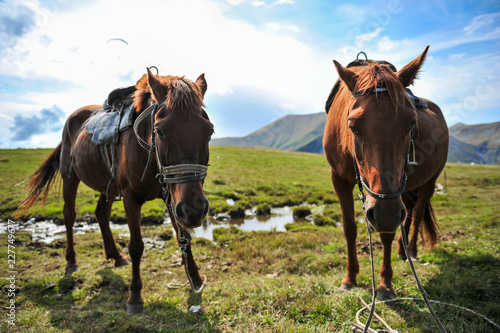 Horses on the background of mountains with hang-gliders in the sky  near the Georgian military road