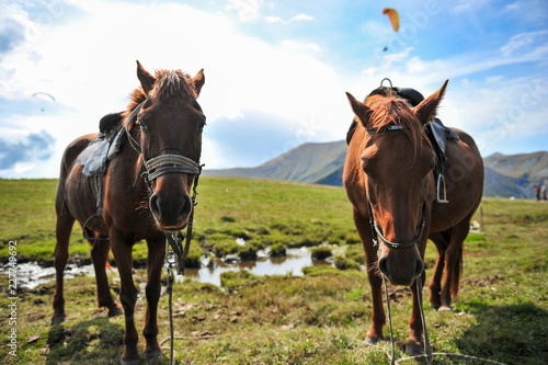 Horses on the background of mountains with hang-gliders in the sky, near the Georgian military road