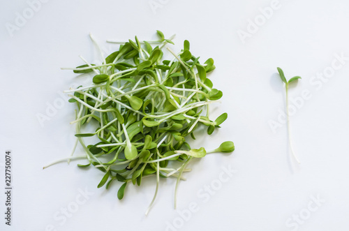Micronutrient sunflower seedlings.