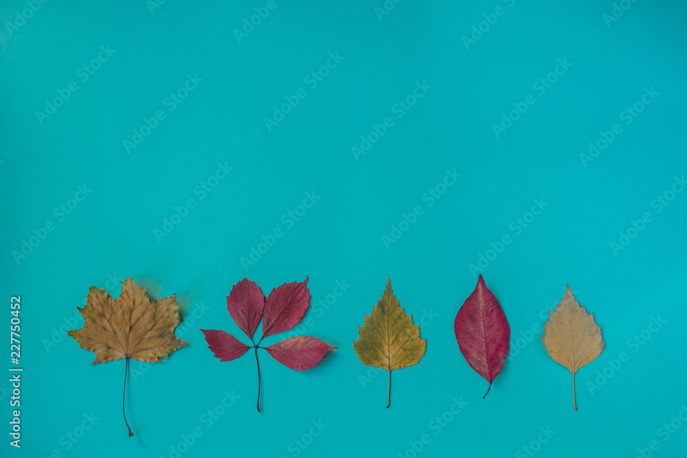 Креативный осенний узор с желтыми опавшими листьями, орехами и ягодами. Минимализм. Природный концепт