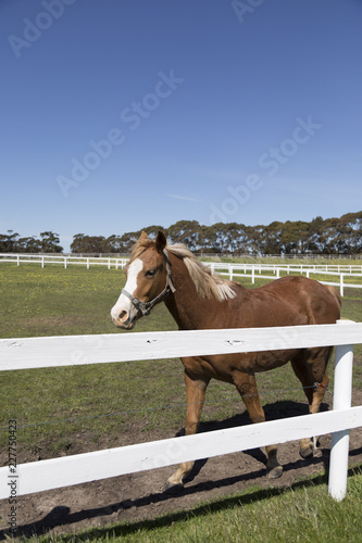 Horse on a farm