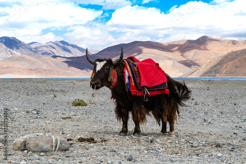 Himalayan Yak@ Pangong Lake photo