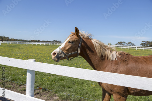 Horse on a farm