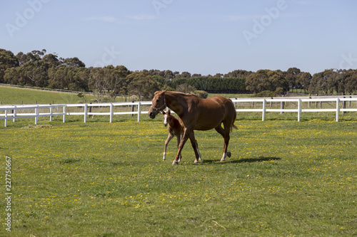 Horse on a farm