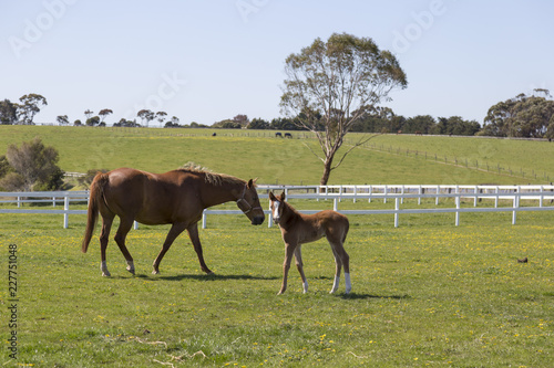 Horse on a farm