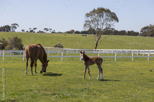 Horse on a farm