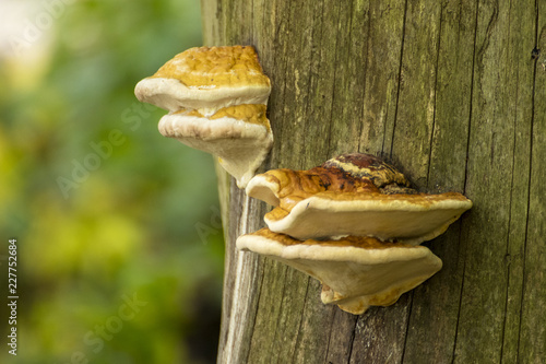 mushroom on trunk