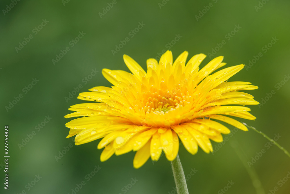 Beautiful yellow flowers with drops of water on green background. Beautiful yellow flowers with drops of water on green background.