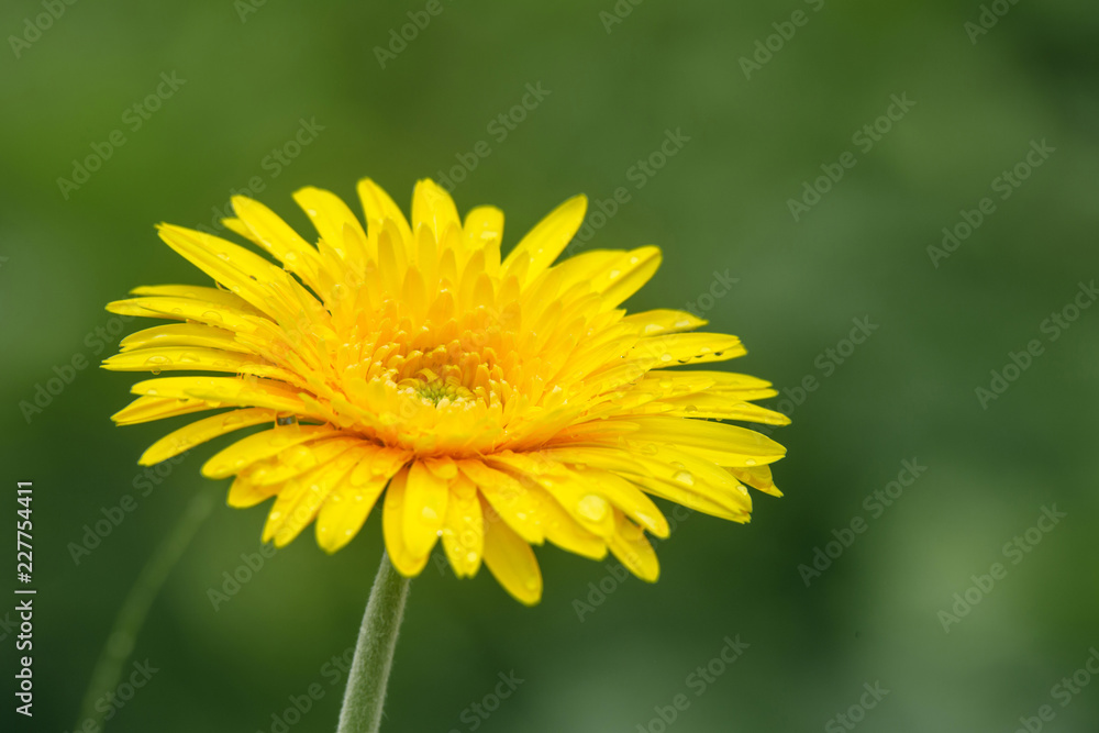 Beautiful yellow flowers with drops of water on green background. Beautiful yellow flowers with drops of water on green background.