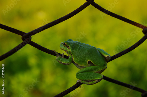 Freedom concept. Green frog on metal wire fence look into distance, blurred green grass on background