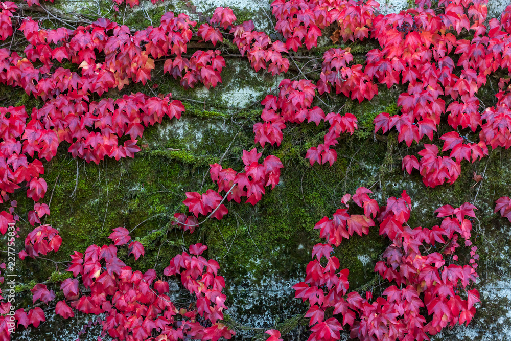 colorful red wild grape leaves textured background