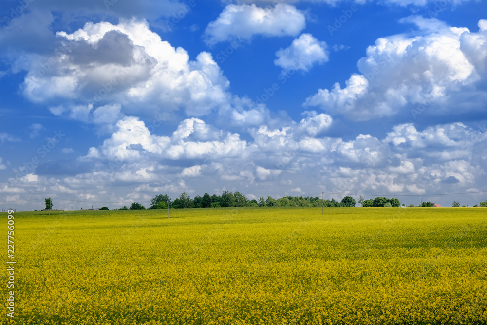 Rapeseed field in country with clouds on blue sky, summer landscape