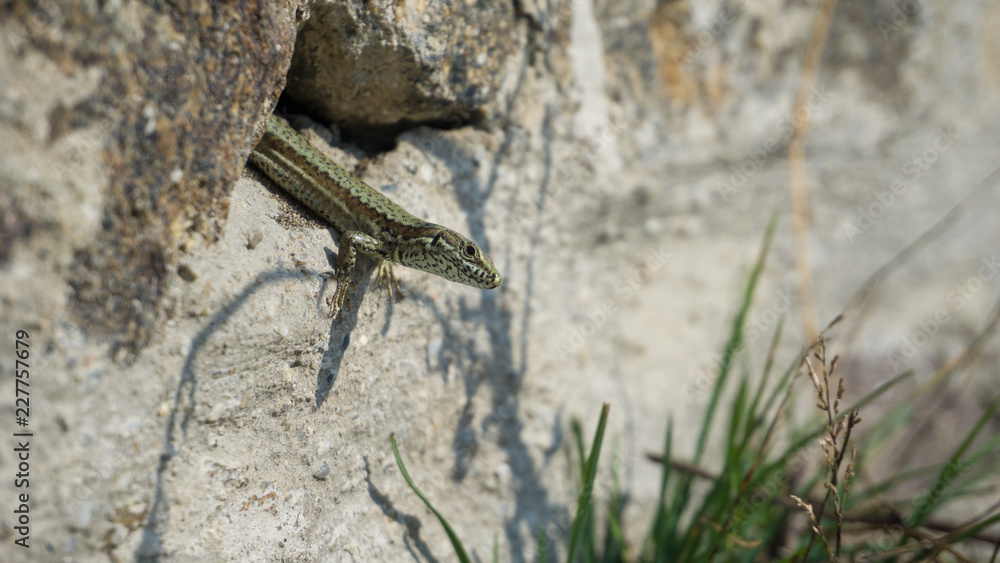Geko Passau (c) Alexander Reichel Geko Passau (c) Alexander Reichel