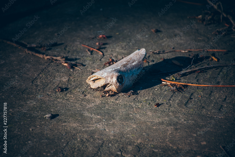 Fototapeta premium Helloween