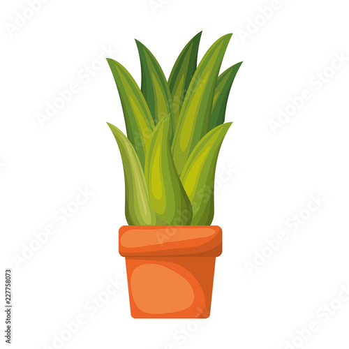 white background with corn plant in flower pot