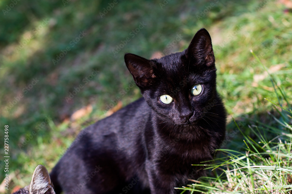 Black cat outdoor