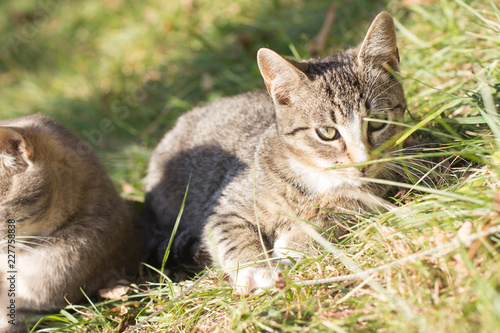 Pretty little cat outdoor