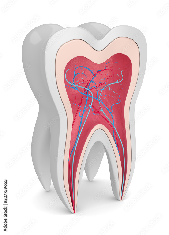 3d render of tooth with nerves and blood vessels 3d render of tooth with nerves and blood vessels
