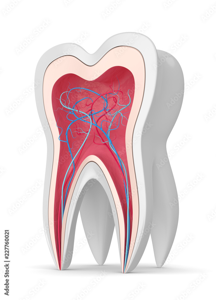 3d render of tooth with nerves and blood vessels 3d render of tooth with nerves and blood vessels