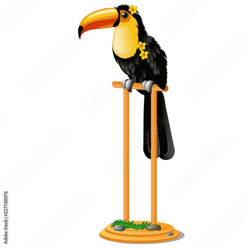 Beautiful bird toucan sitting on a wooden perch isolated on white background. Vector cartoon close-up illustration.