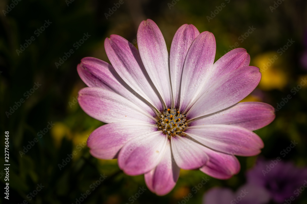 Obraz premium die blume